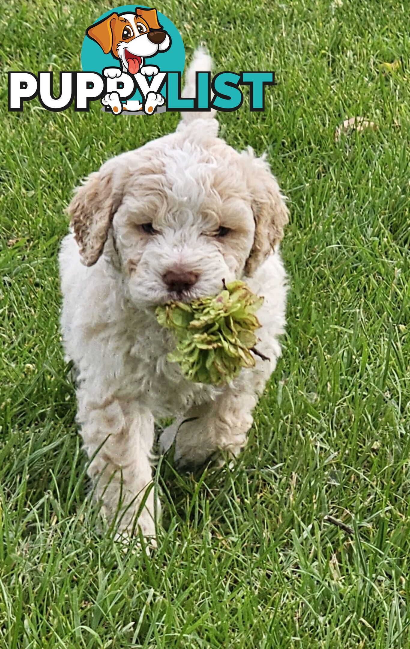 Gorgeous Lagotto Romagnolo Puppies