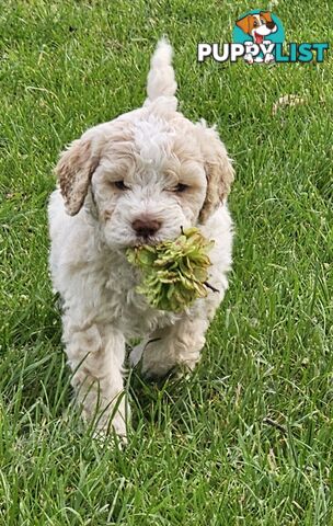 Gorgeous Lagotto Romagnolo Puppies