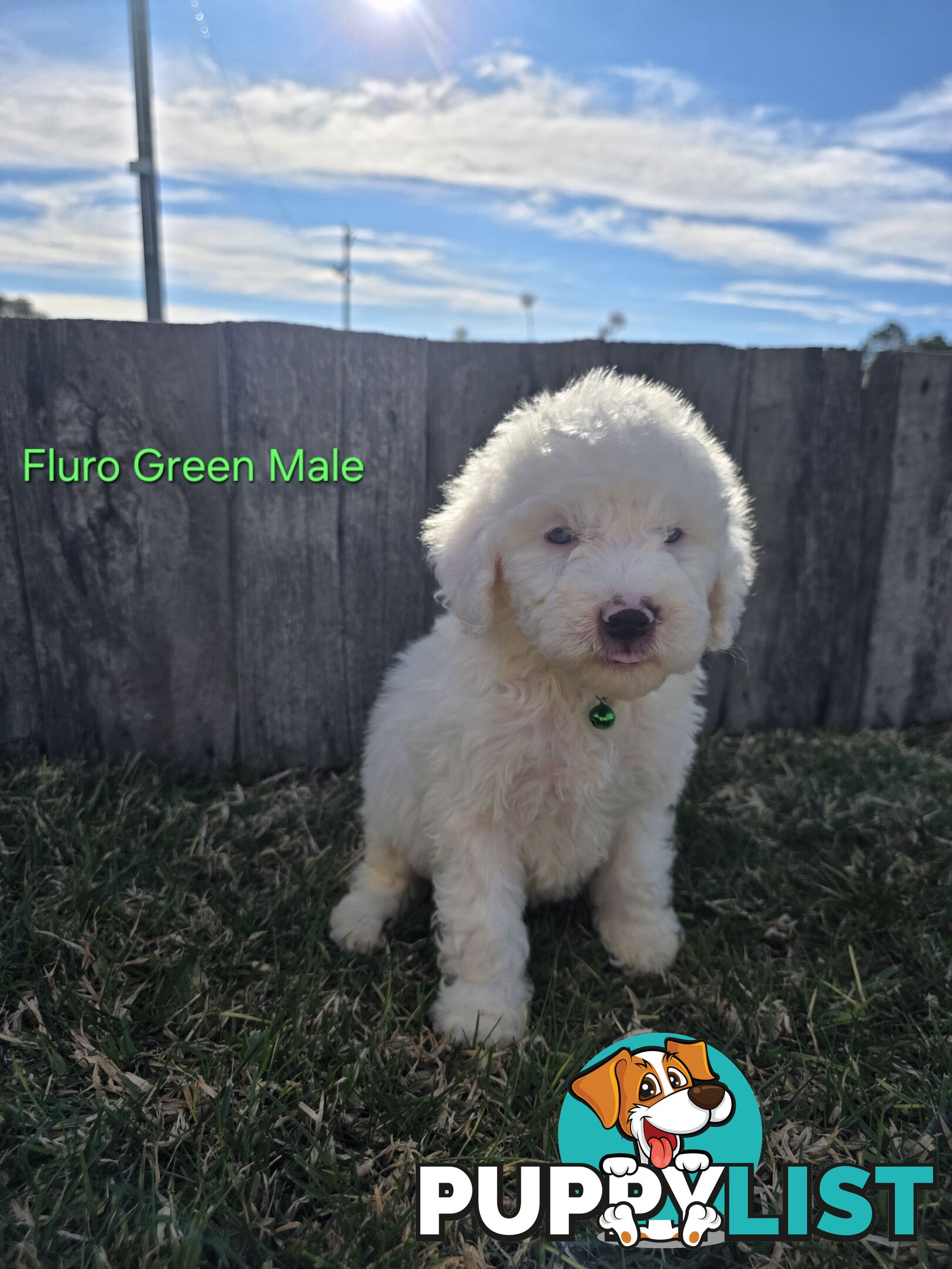Gorgeous Lagotto Romagnolo Puppies