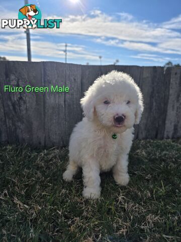 Gorgeous Lagotto Romagnolo Puppies