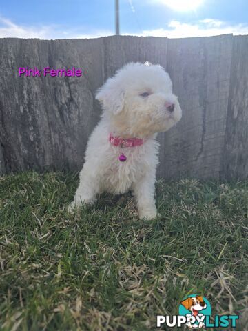 Gorgeous Lagotto Romagnolo Puppies