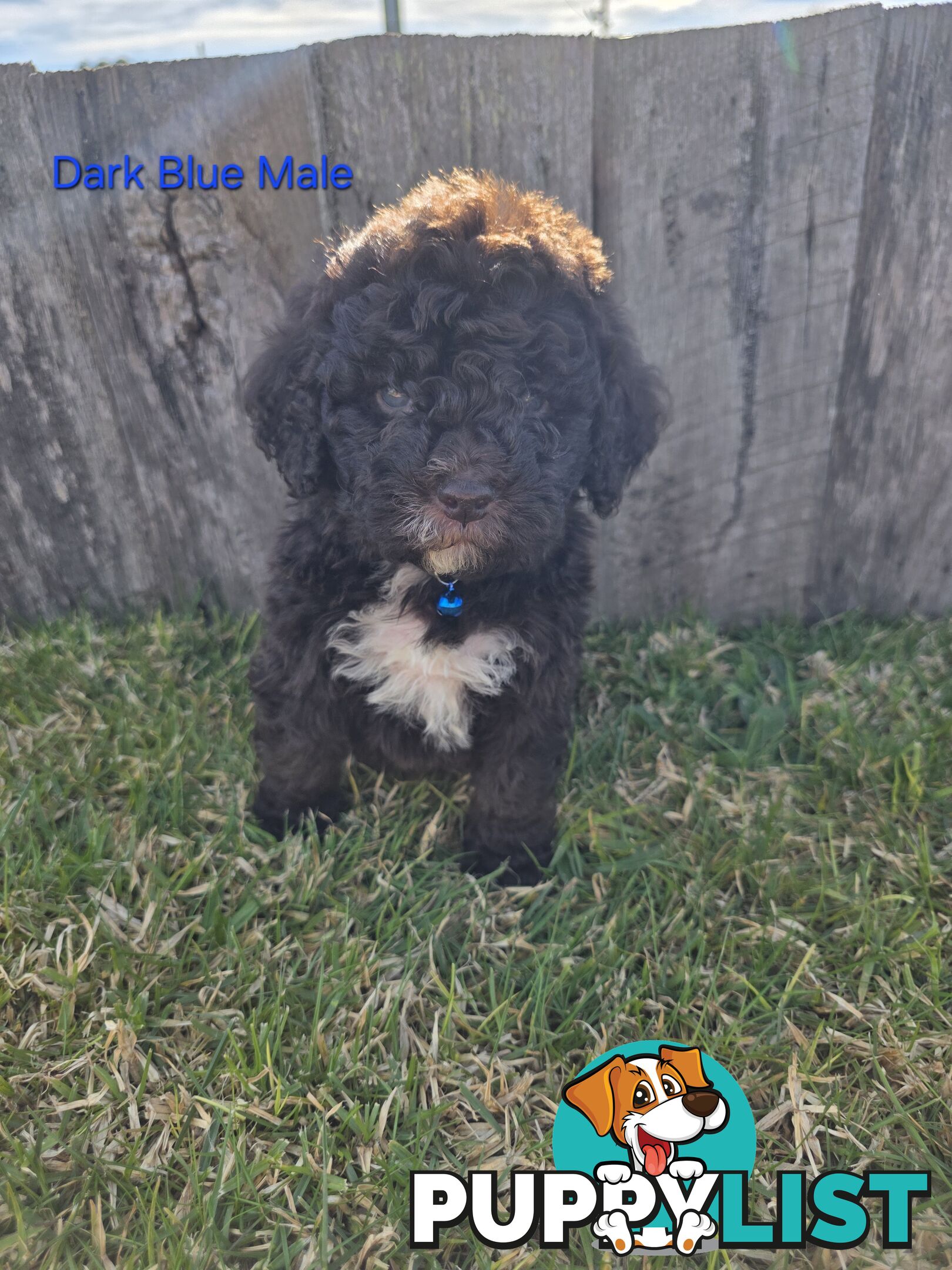 Gorgeous Lagotto Romagnolo Puppies