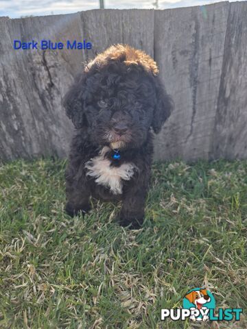 Gorgeous Lagotto Romagnolo Puppies