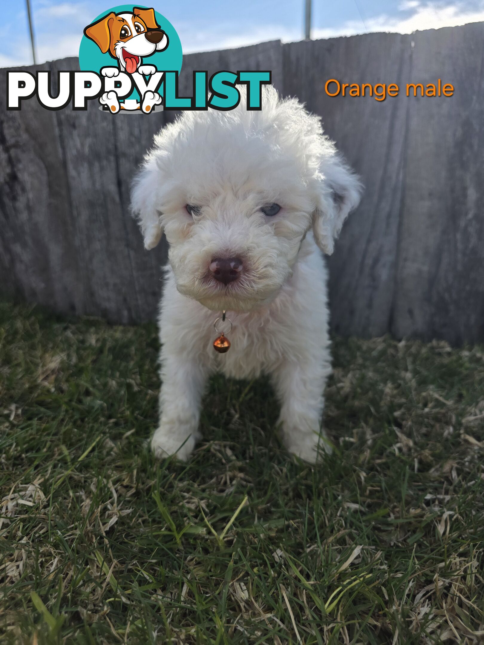 Gorgeous Lagotto Romagnolo Puppies