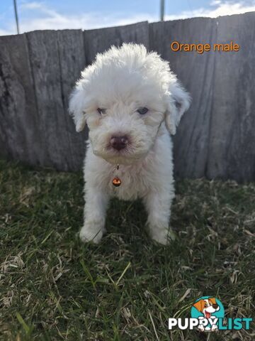 Gorgeous Lagotto Romagnolo Puppies