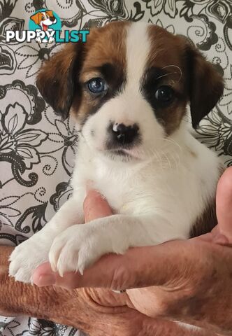 Cavoodle x pups