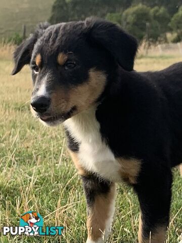 Border collie puppies