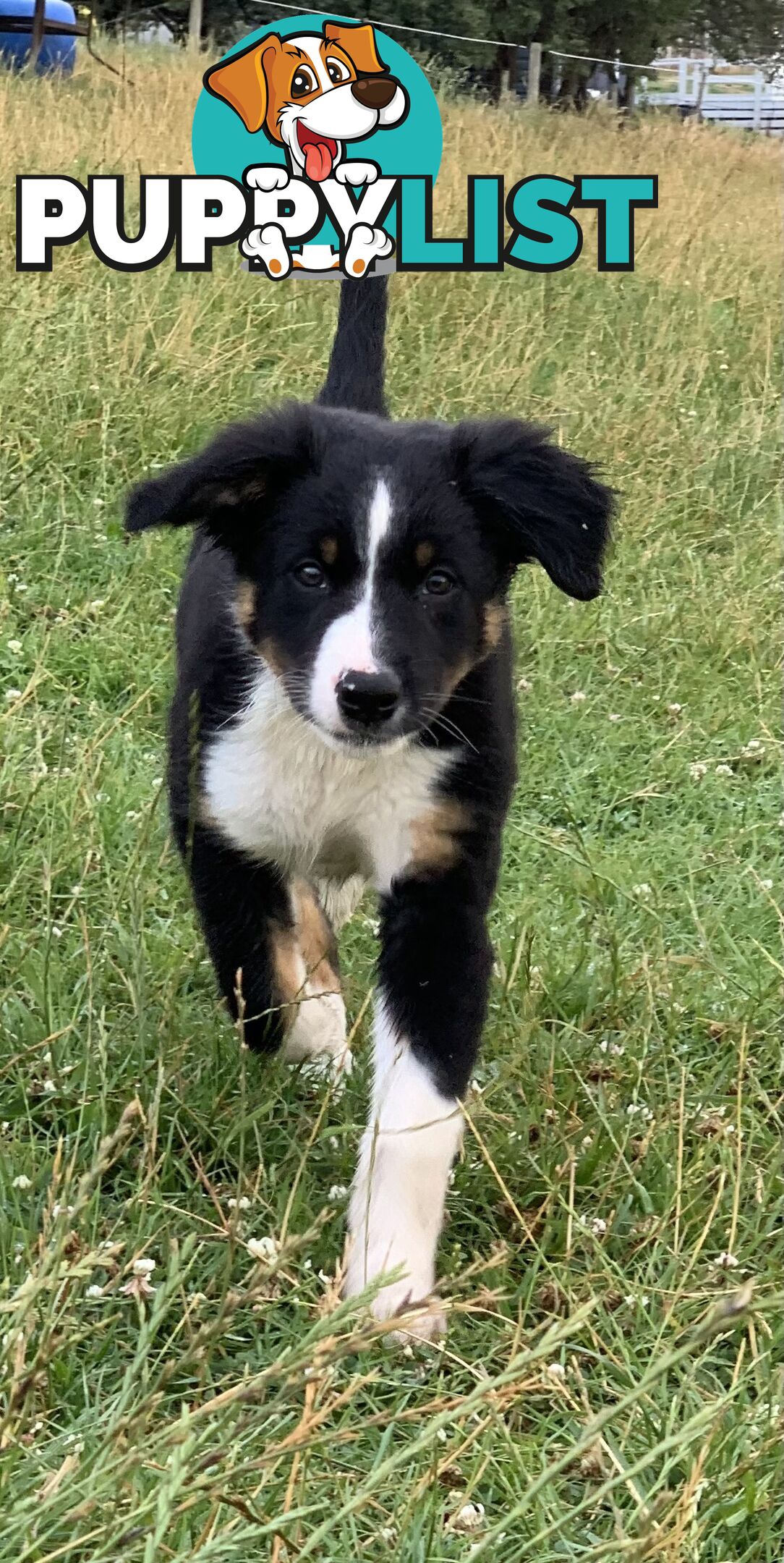 Border collie puppies