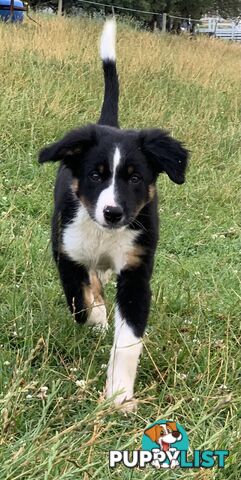 Border collie puppies