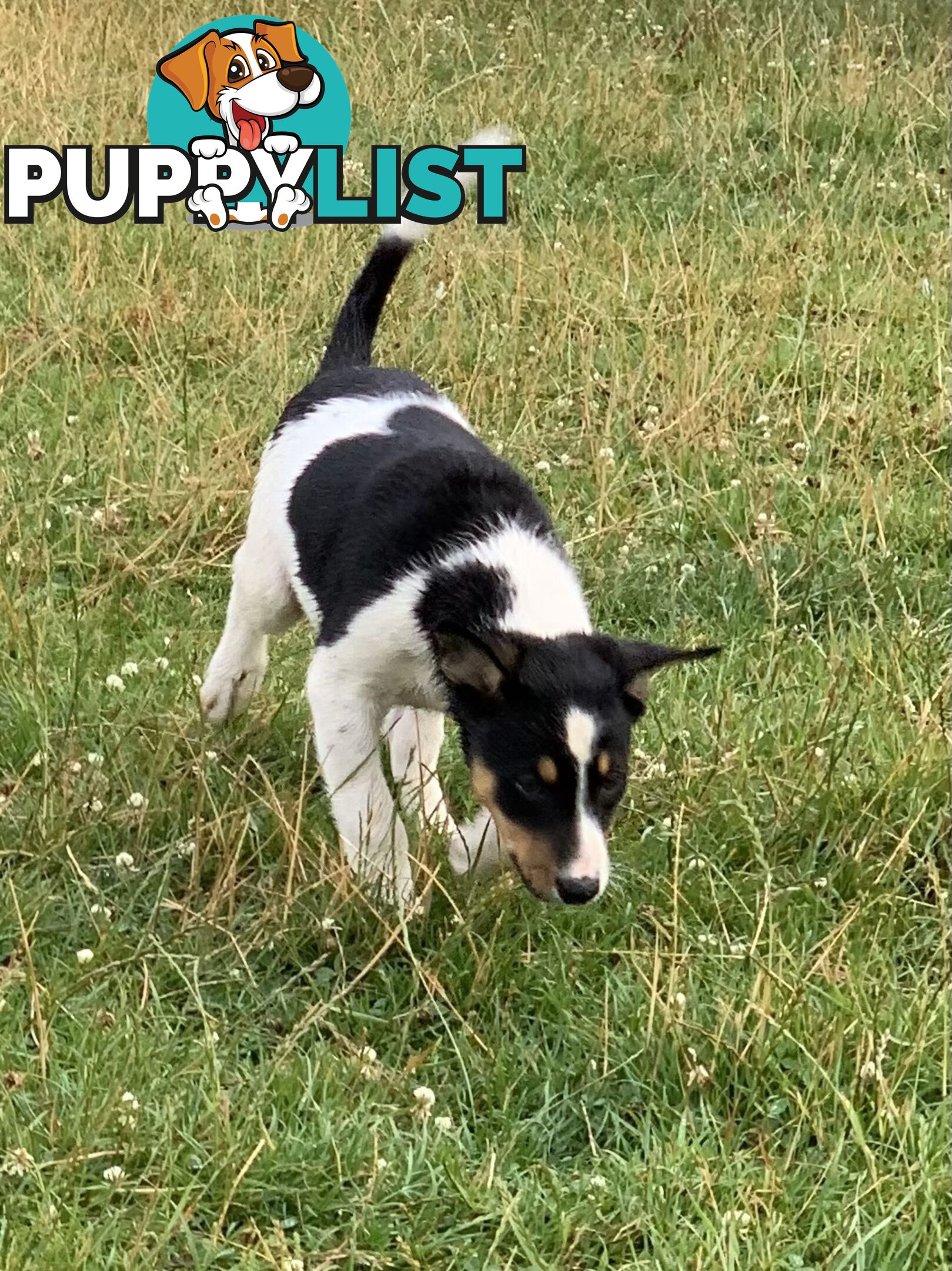 Border collie puppies