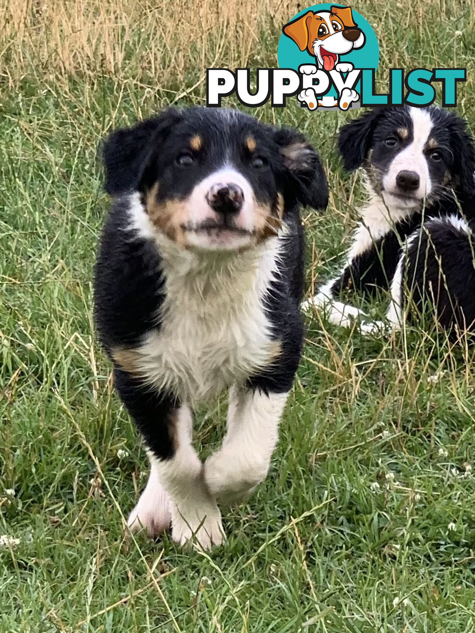 Border collie puppies