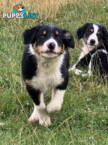 Border collie puppies