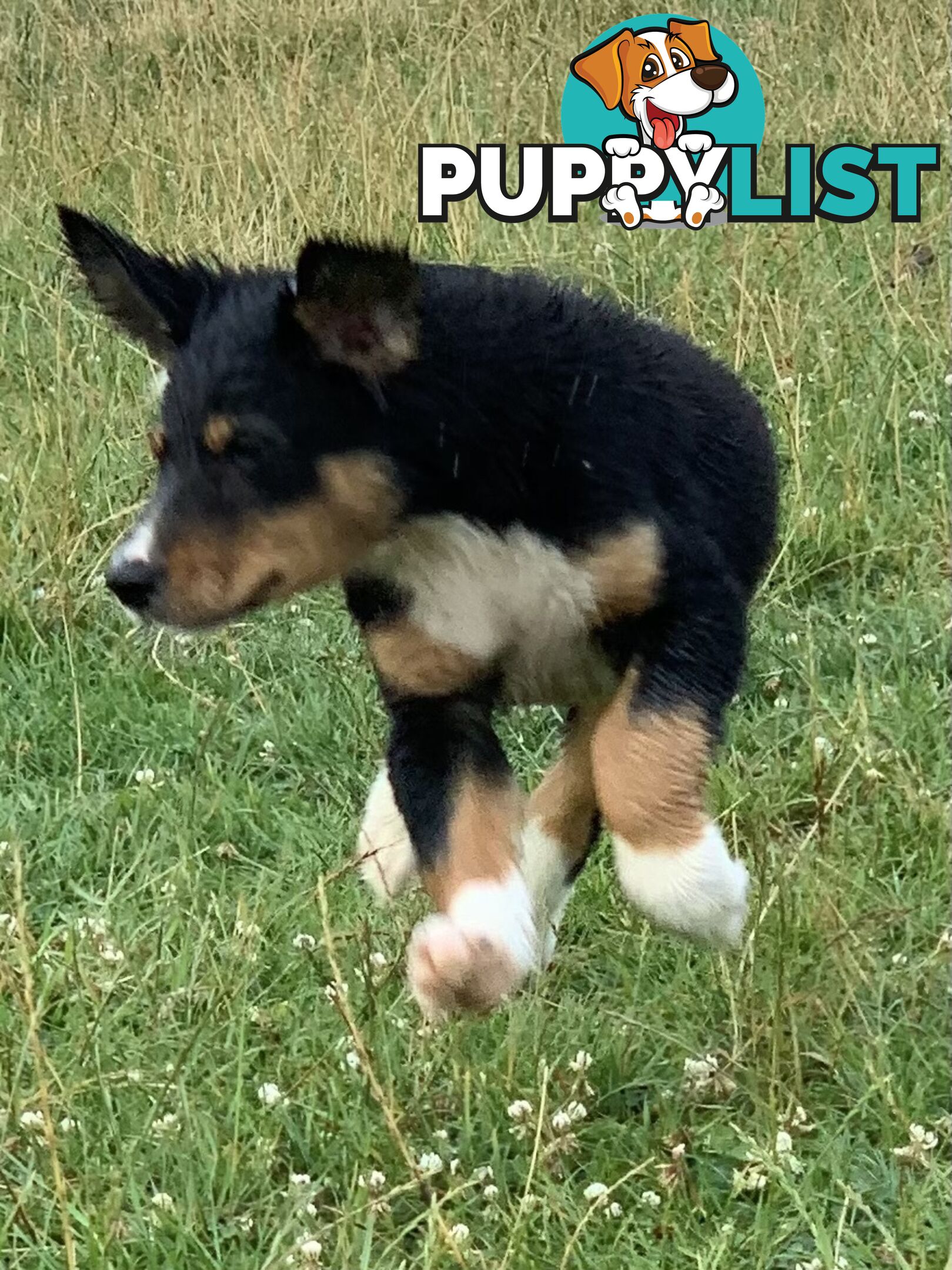 Border collie puppies