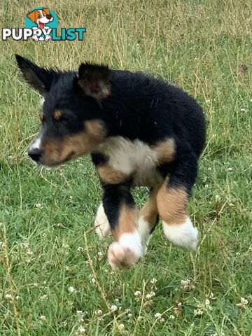 Border collie puppies