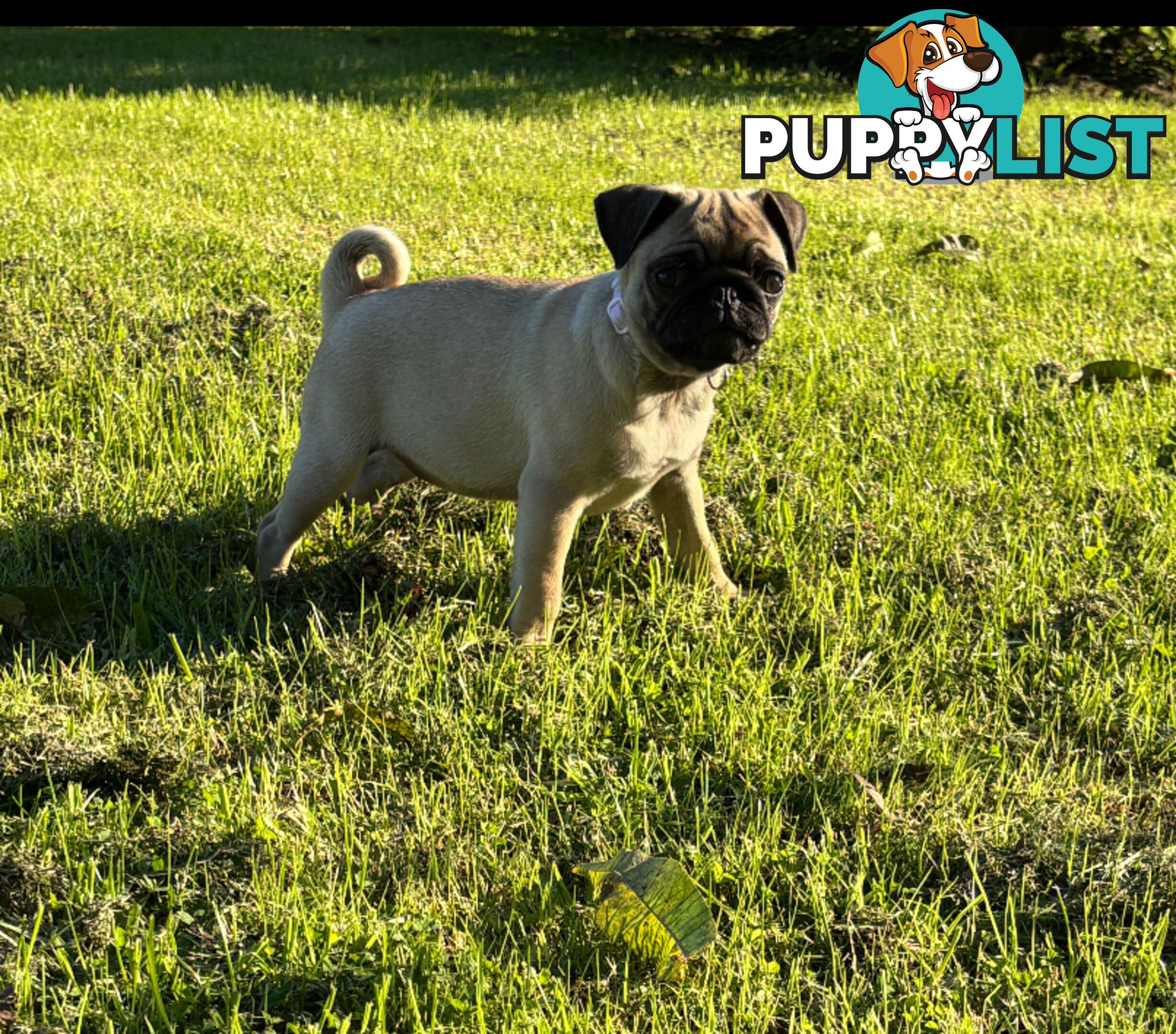 Pug puppies
