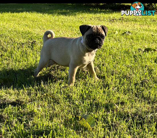Pug puppies
