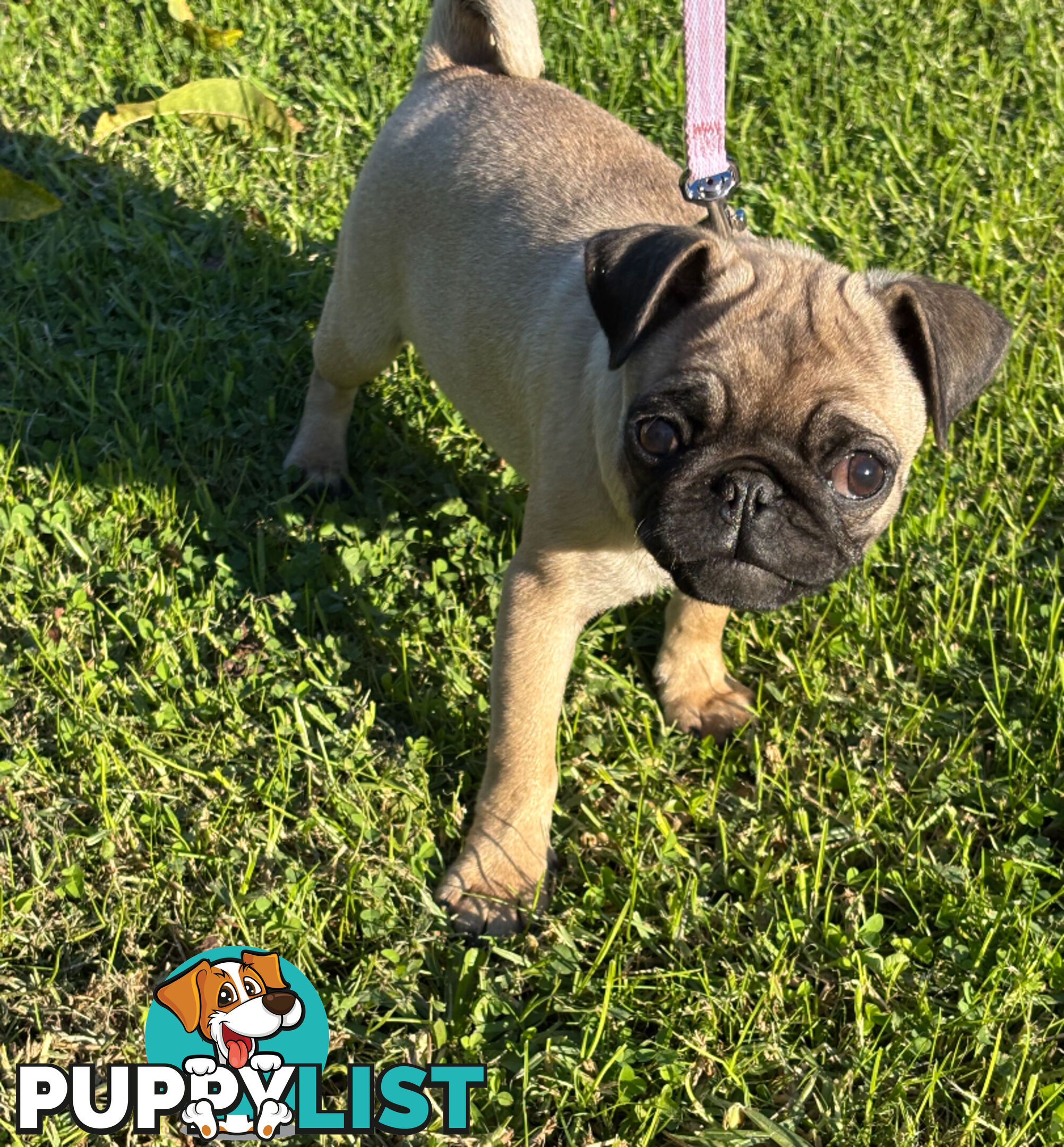 Pug puppies