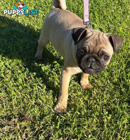 Pug puppies