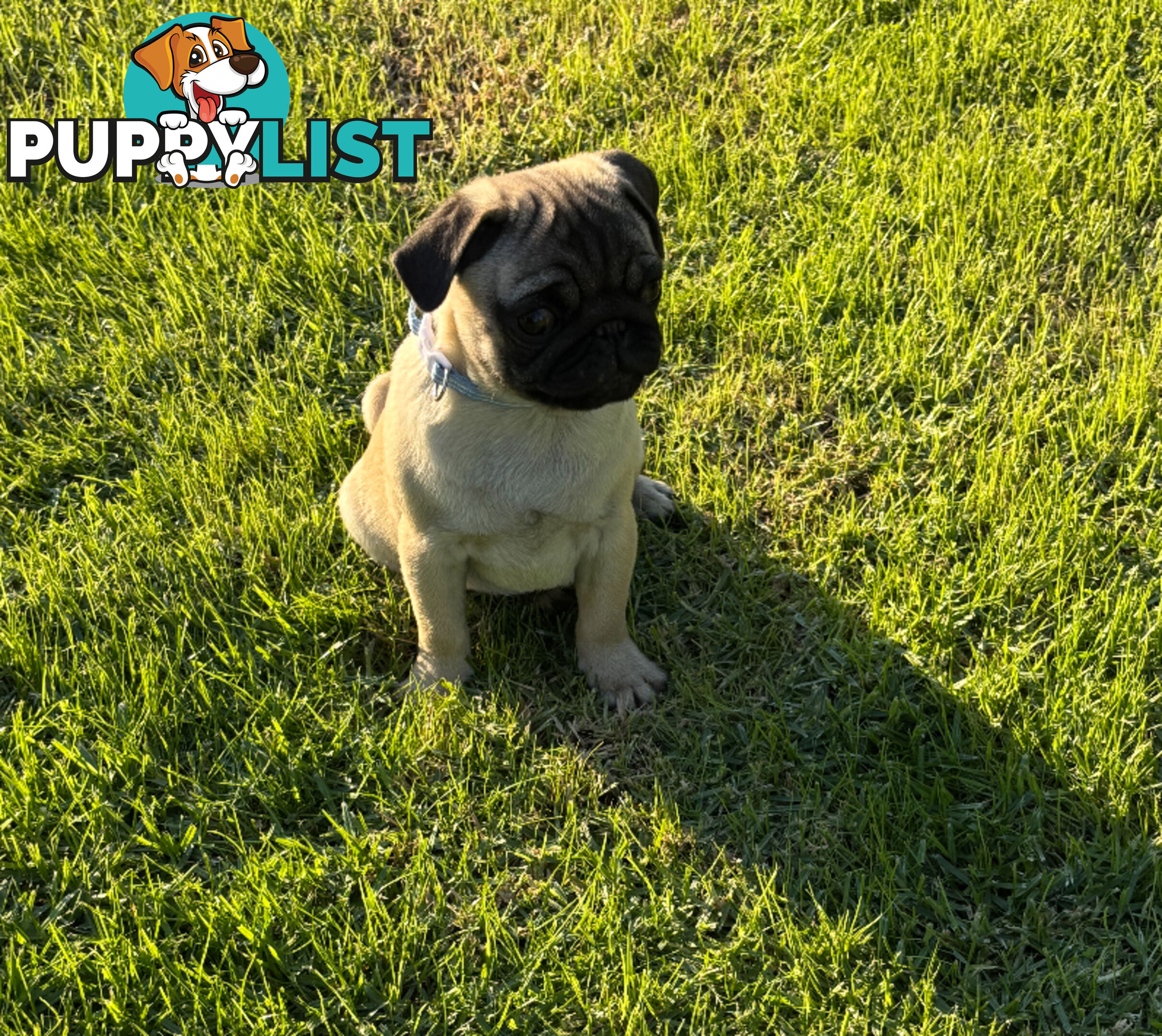 Pug puppies