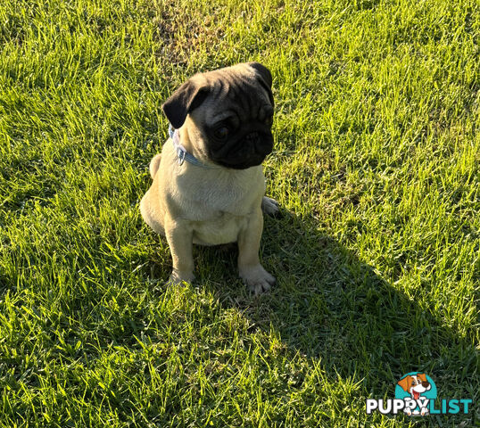 Pug puppies
