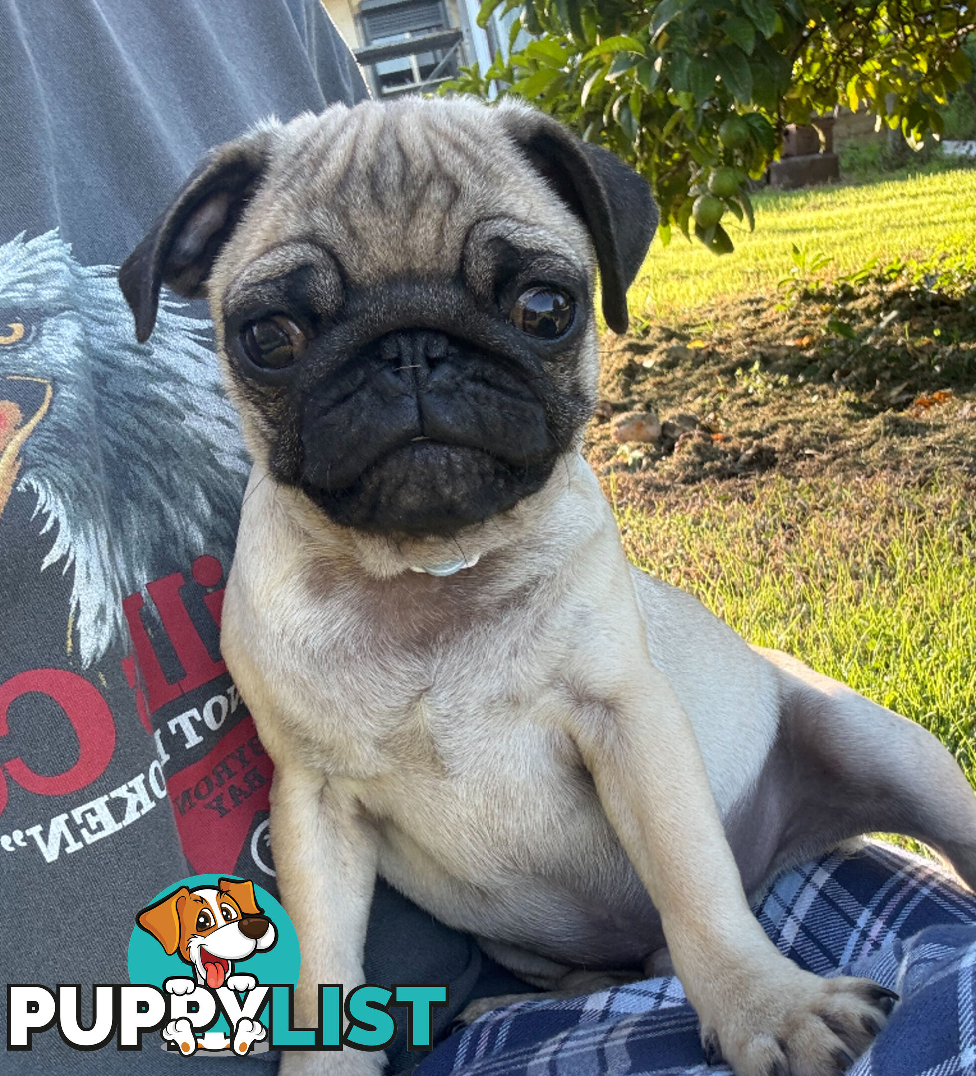Pug puppies