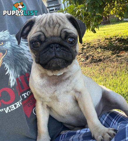 Pug puppies