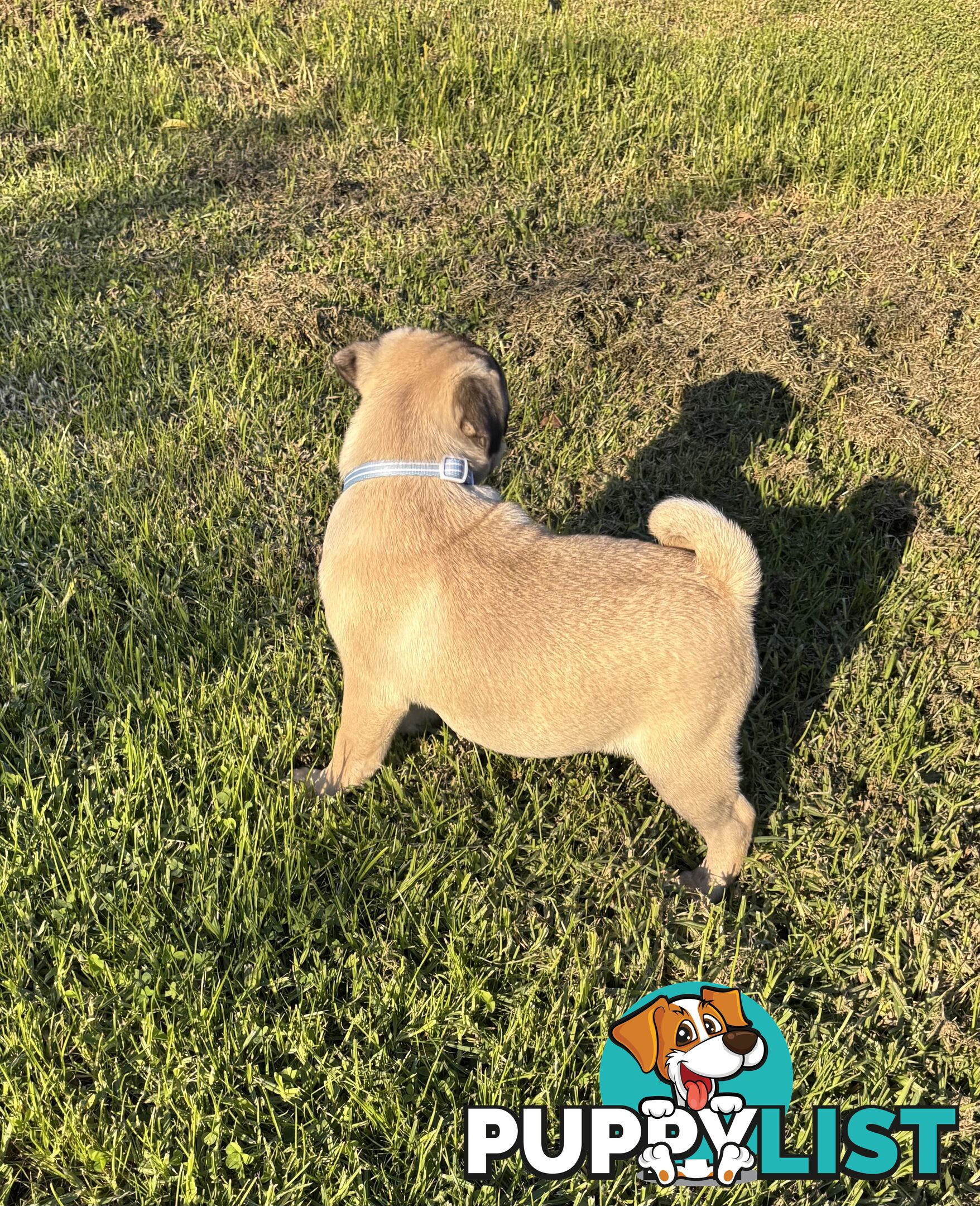 Pug puppies