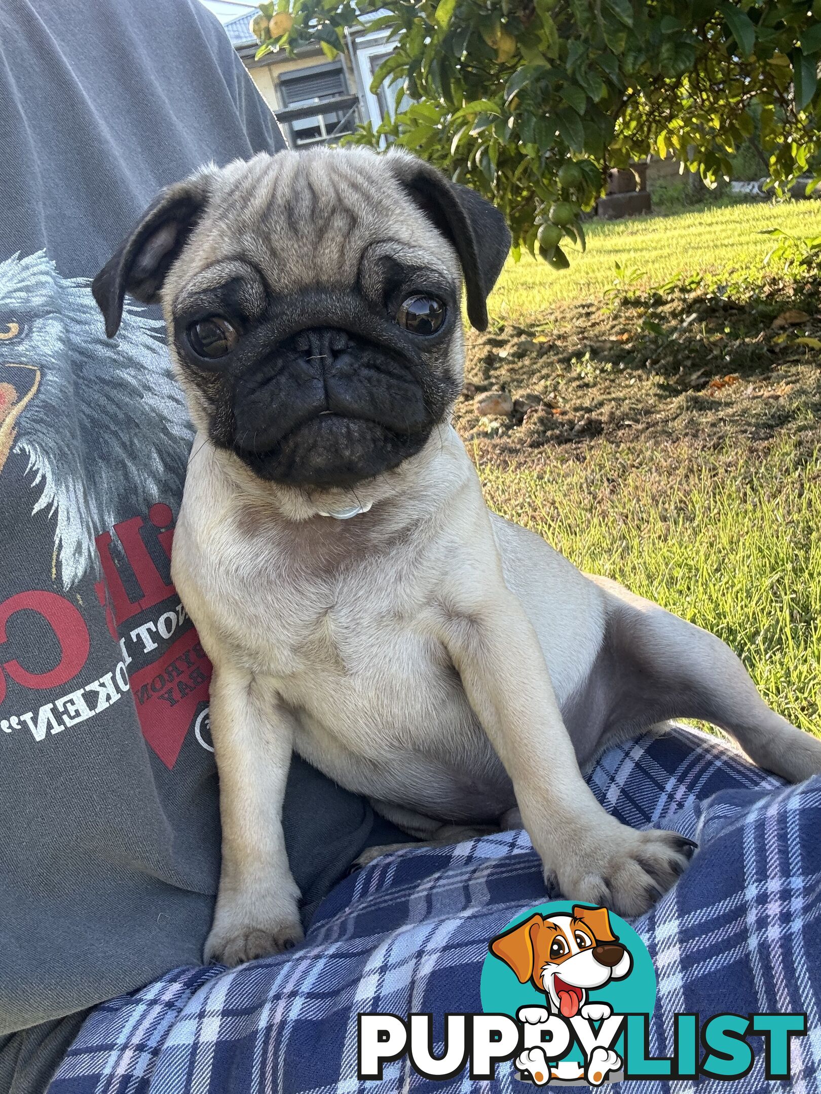 Pug puppies