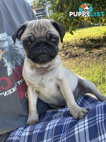 Pug puppies
