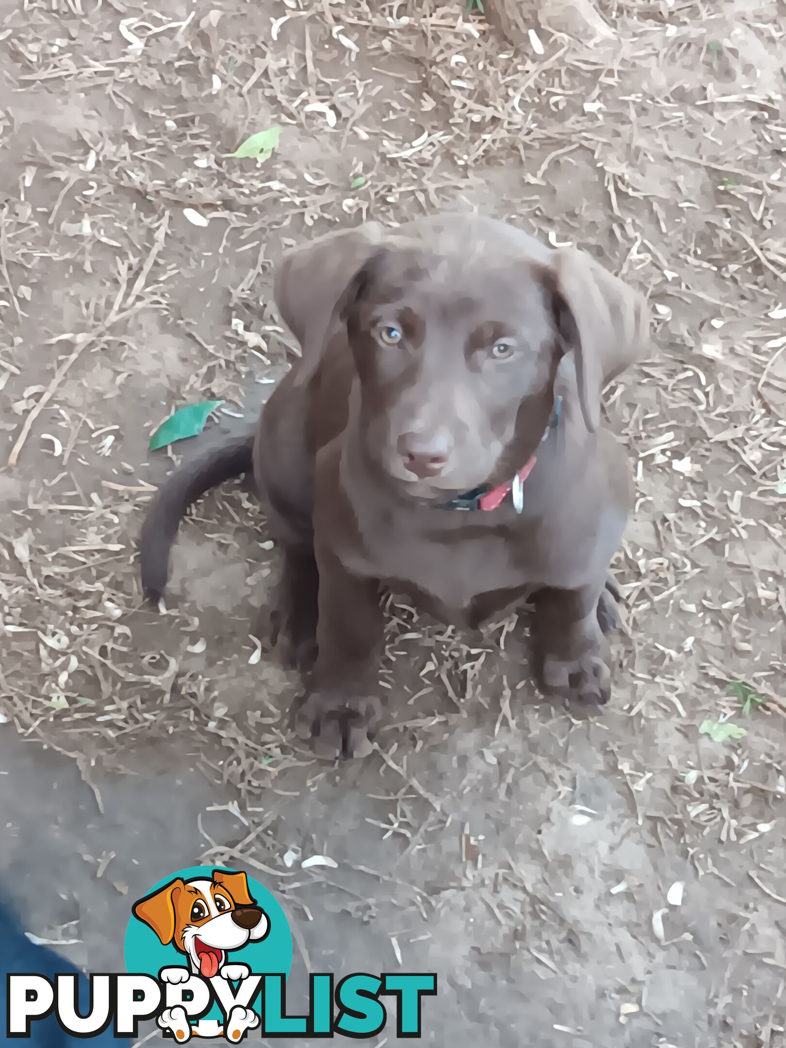 Labrador x Kelpie