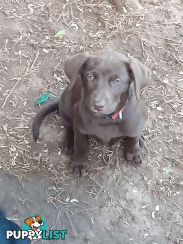 Labrador x Kelpie