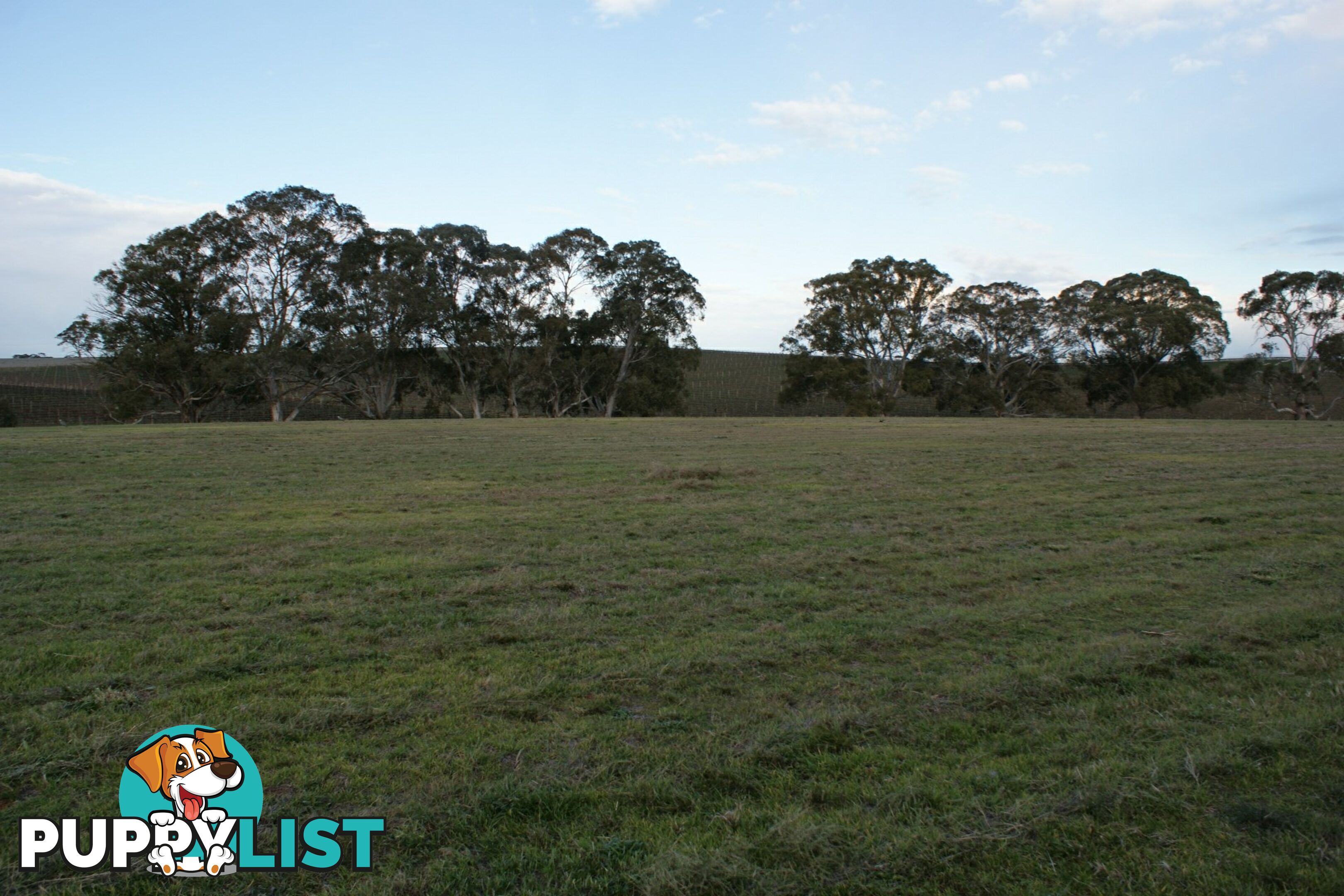 Lot 300 Burra Street MINTARO SA 5415