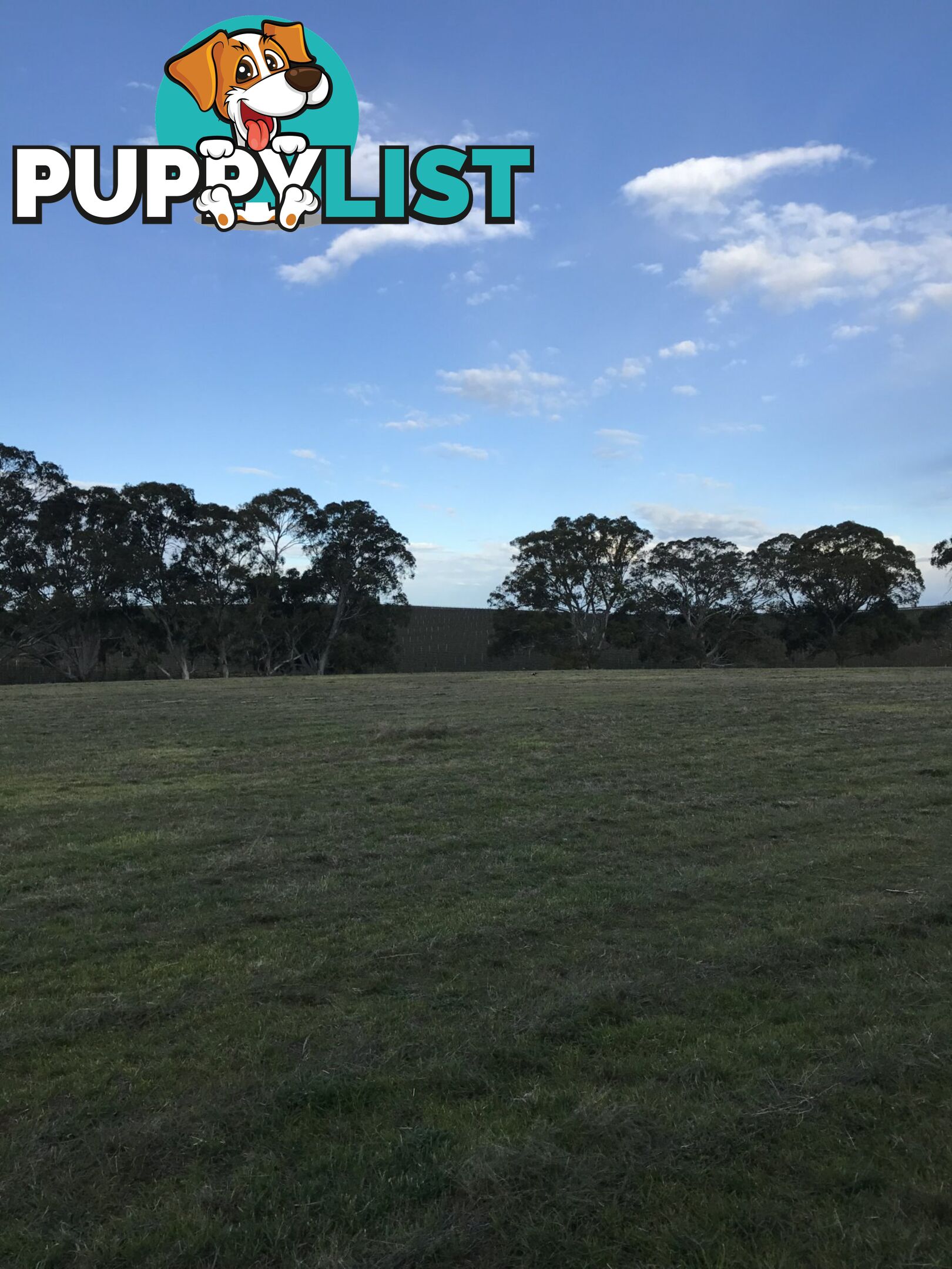 Lot 300 Burra Street MINTARO SA 5415