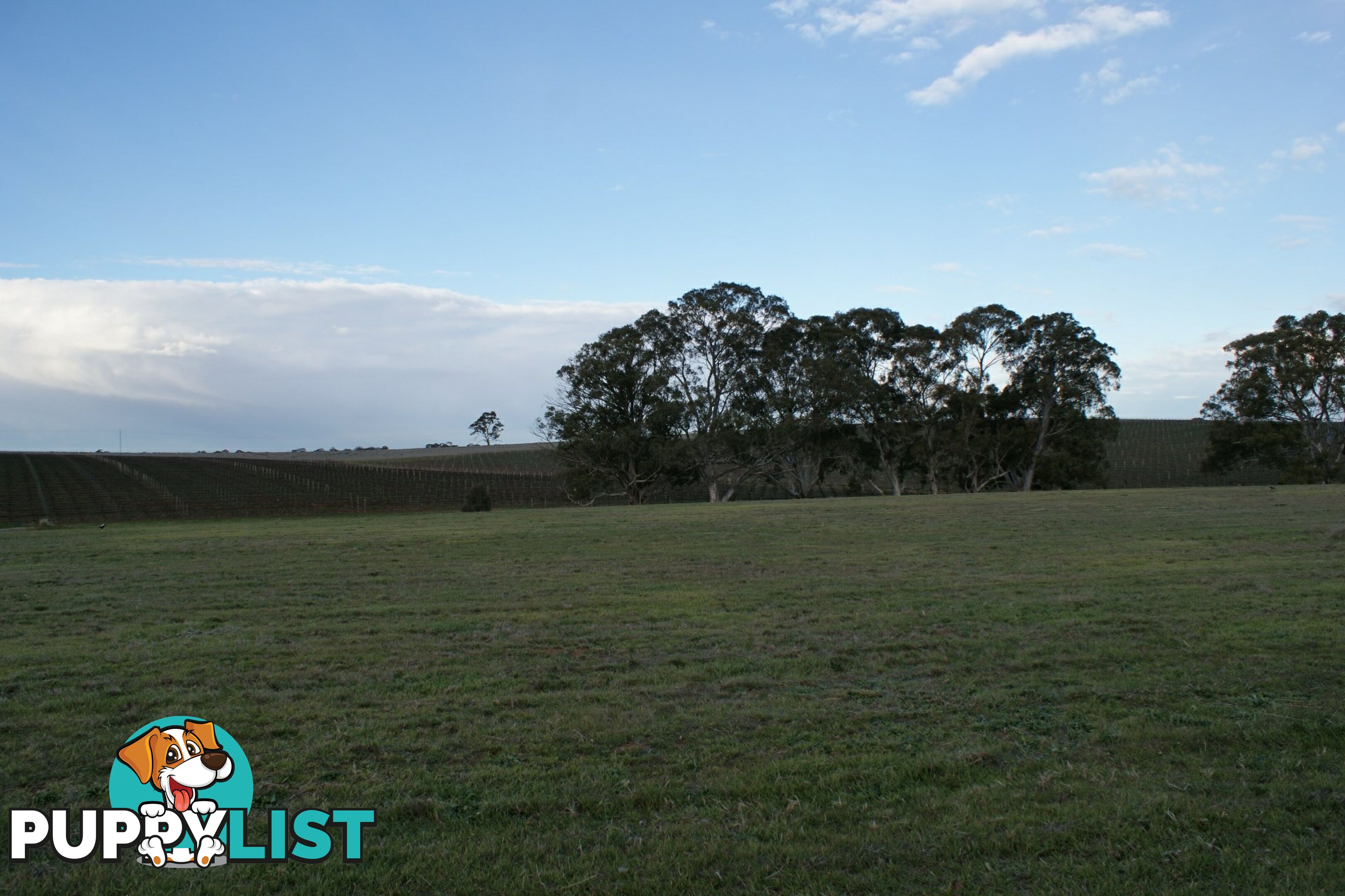 Lot 300 Burra Street MINTARO SA 5415