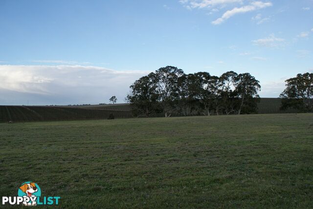 Lot 300 Burra Street MINTARO SA 5415