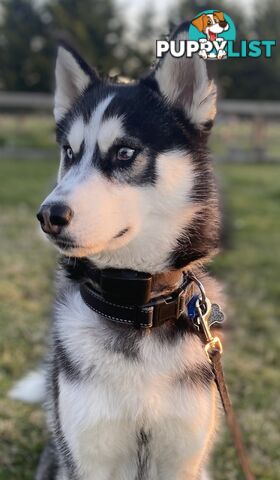 Siberian Husky Puppy - 9 months old