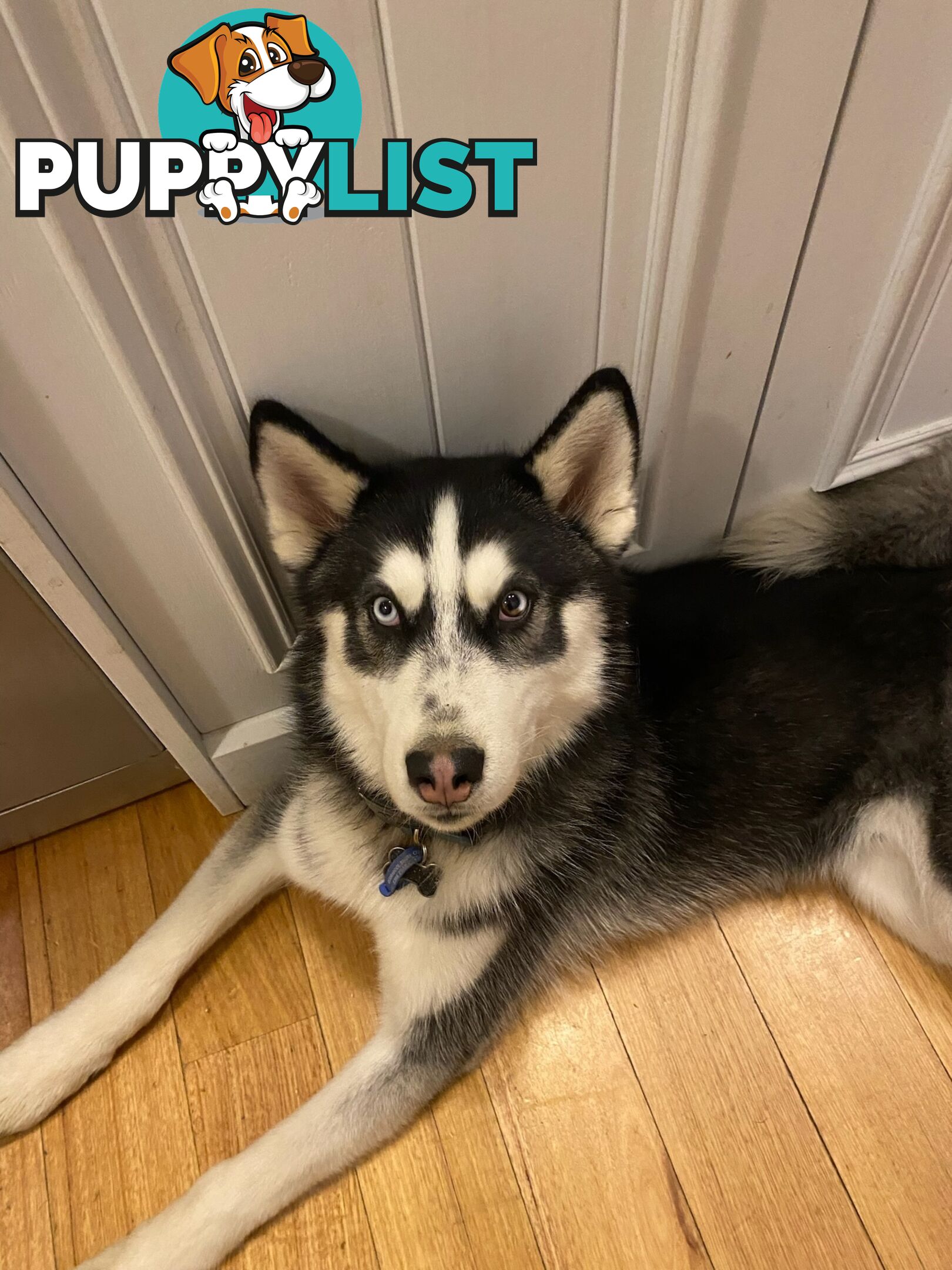 Siberian Husky Puppy - 9 months old