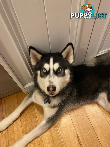 Siberian Husky Puppy - 9 months old