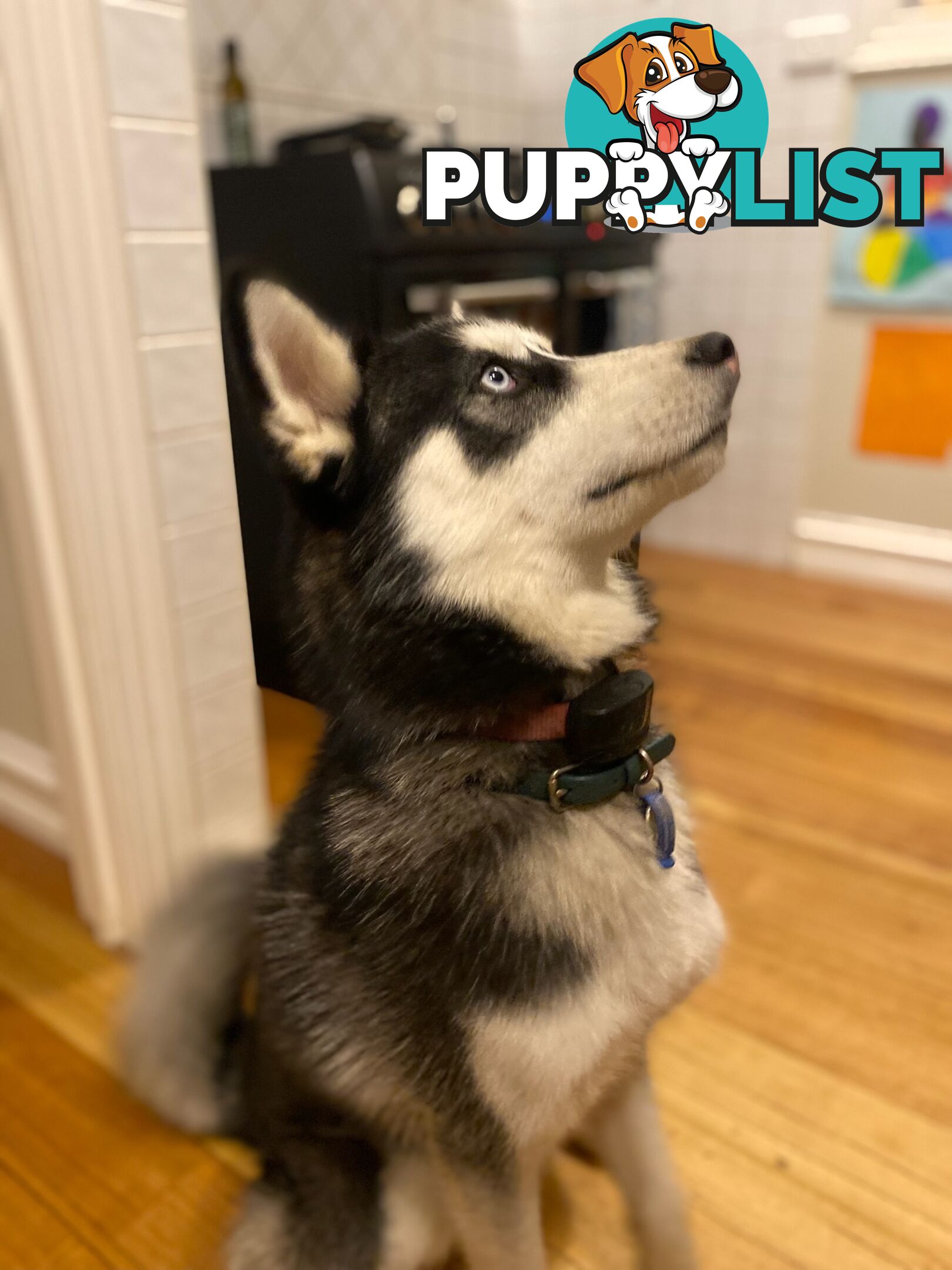 Siberian Husky Puppy - 9 months old