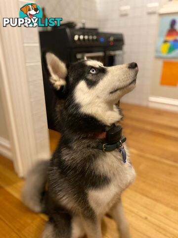 Siberian Husky Puppy - 9 months old