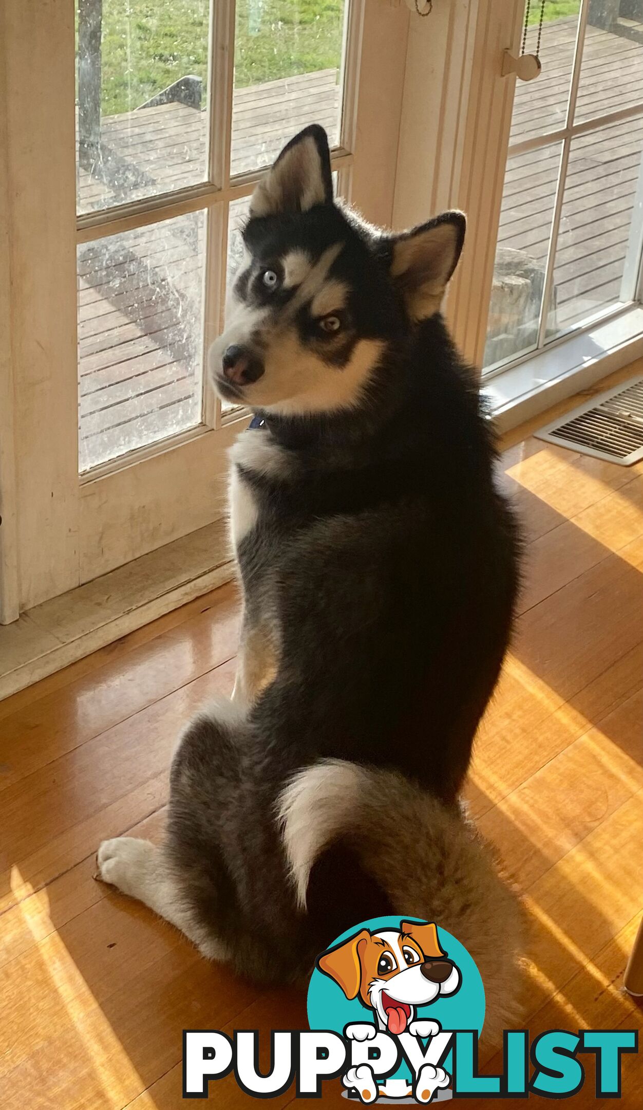 Siberian Husky Puppy - 9 months old