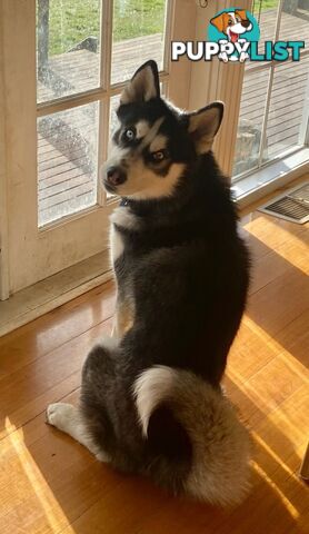 Siberian Husky Puppy - 9 months old