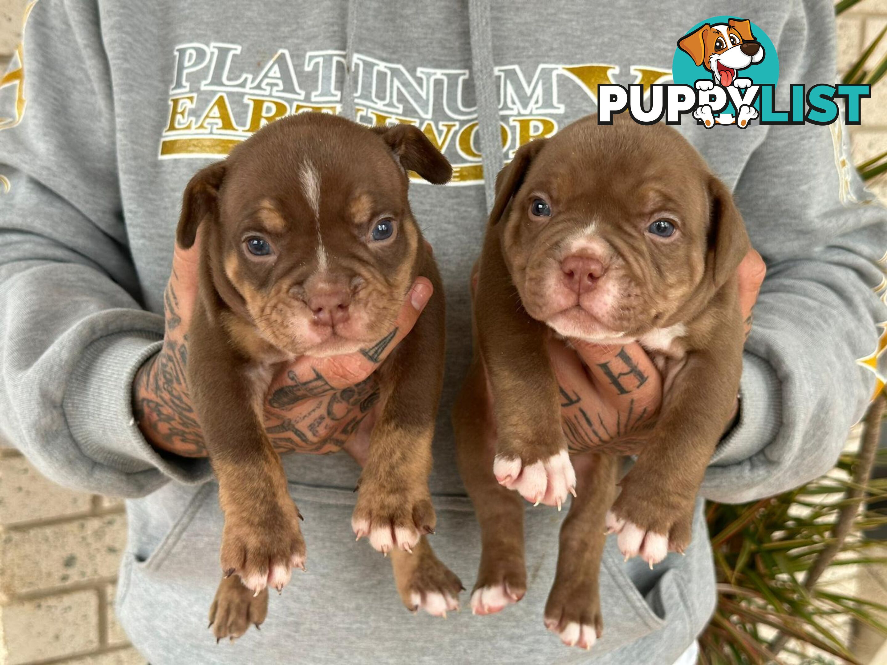 Beautiful pocket bully pups available NOW