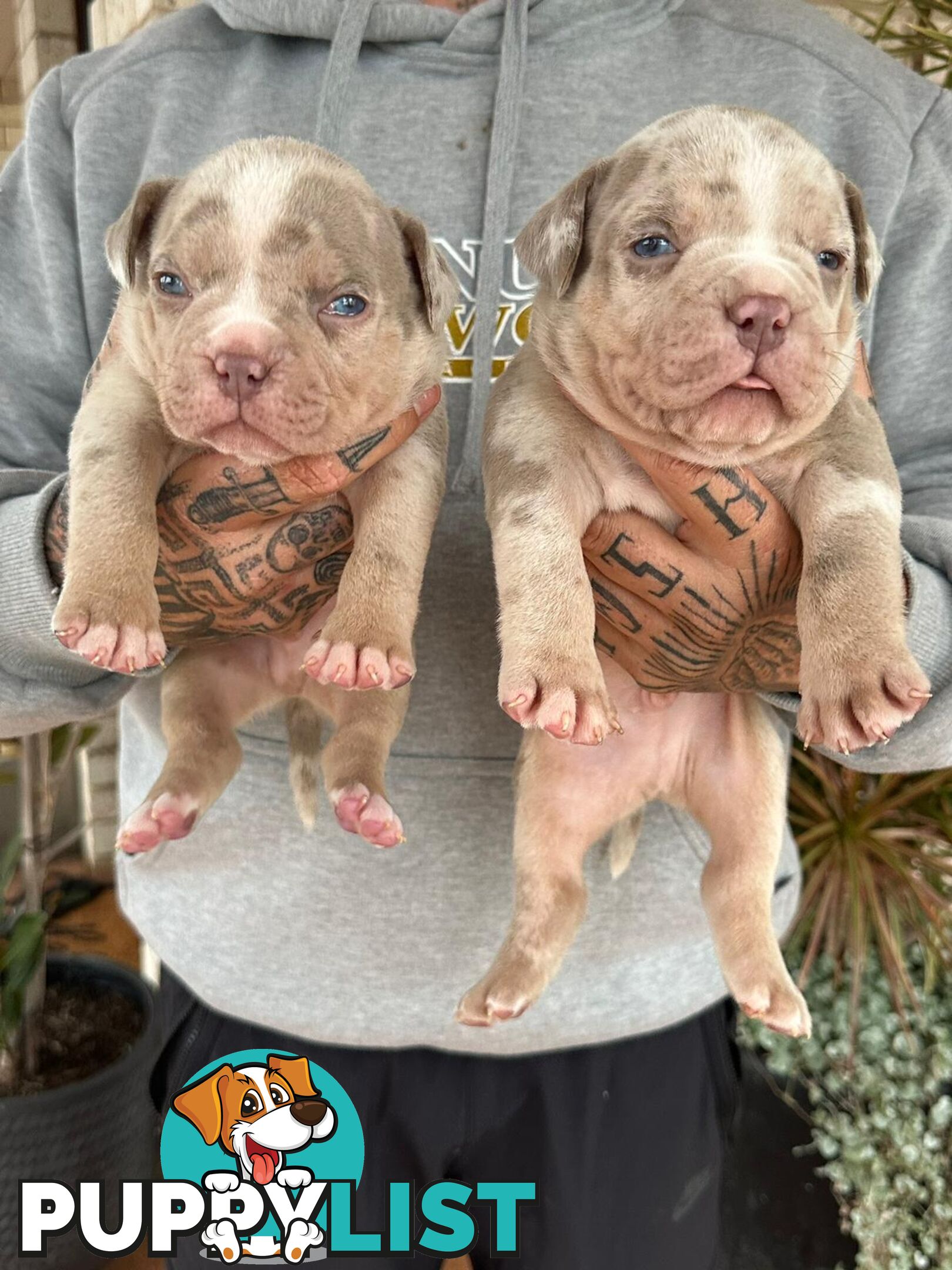 Beautiful pocket bully pups available NOW