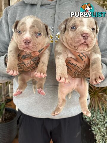 Beautiful pocket bully pups available NOW