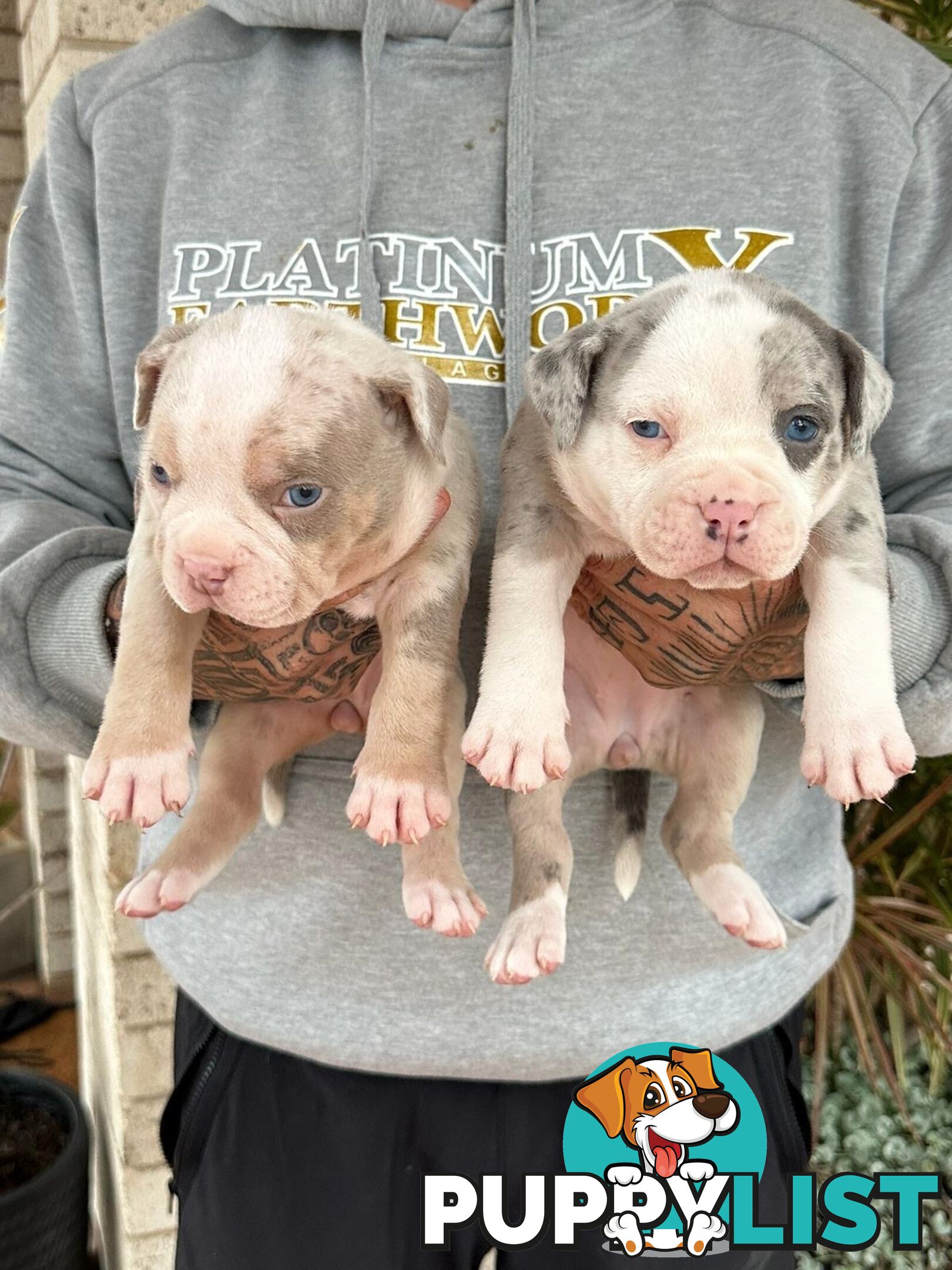 Beautiful pocket bully pups available NOW