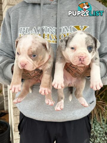 Beautiful pocket bully pups available NOW