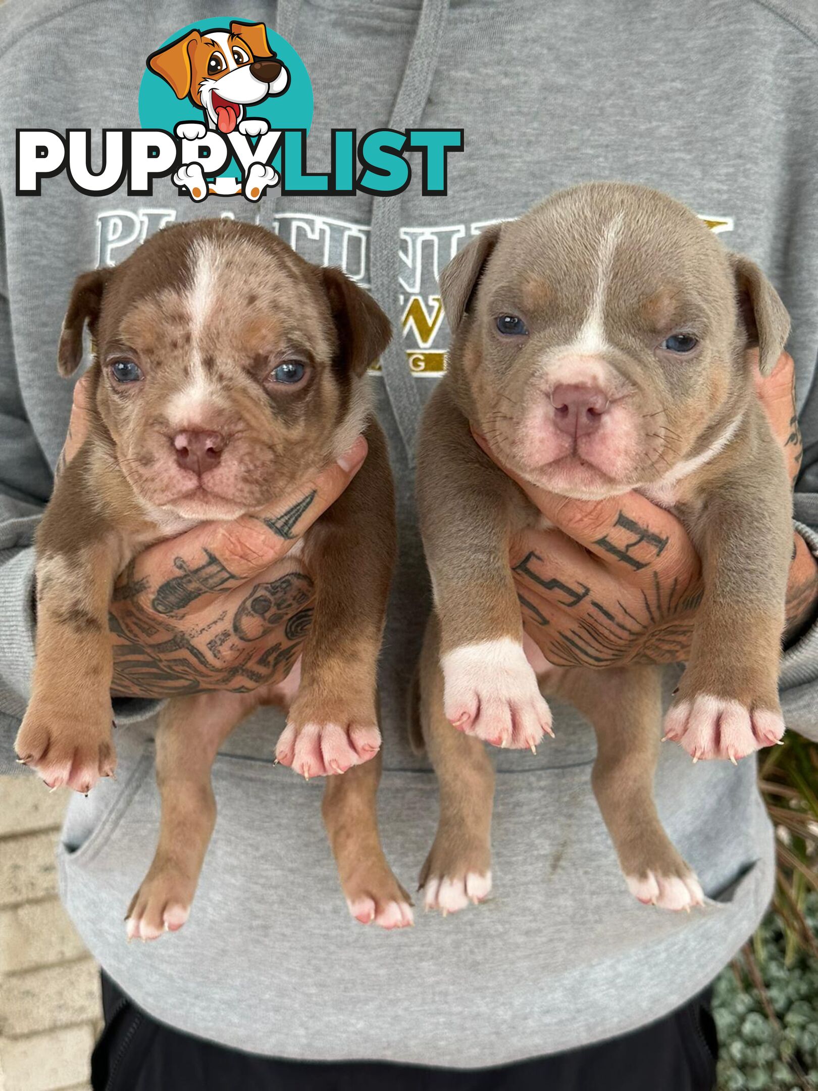 Beautiful pocket bully pups available NOW