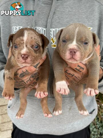 Beautiful pocket bully pups available NOW