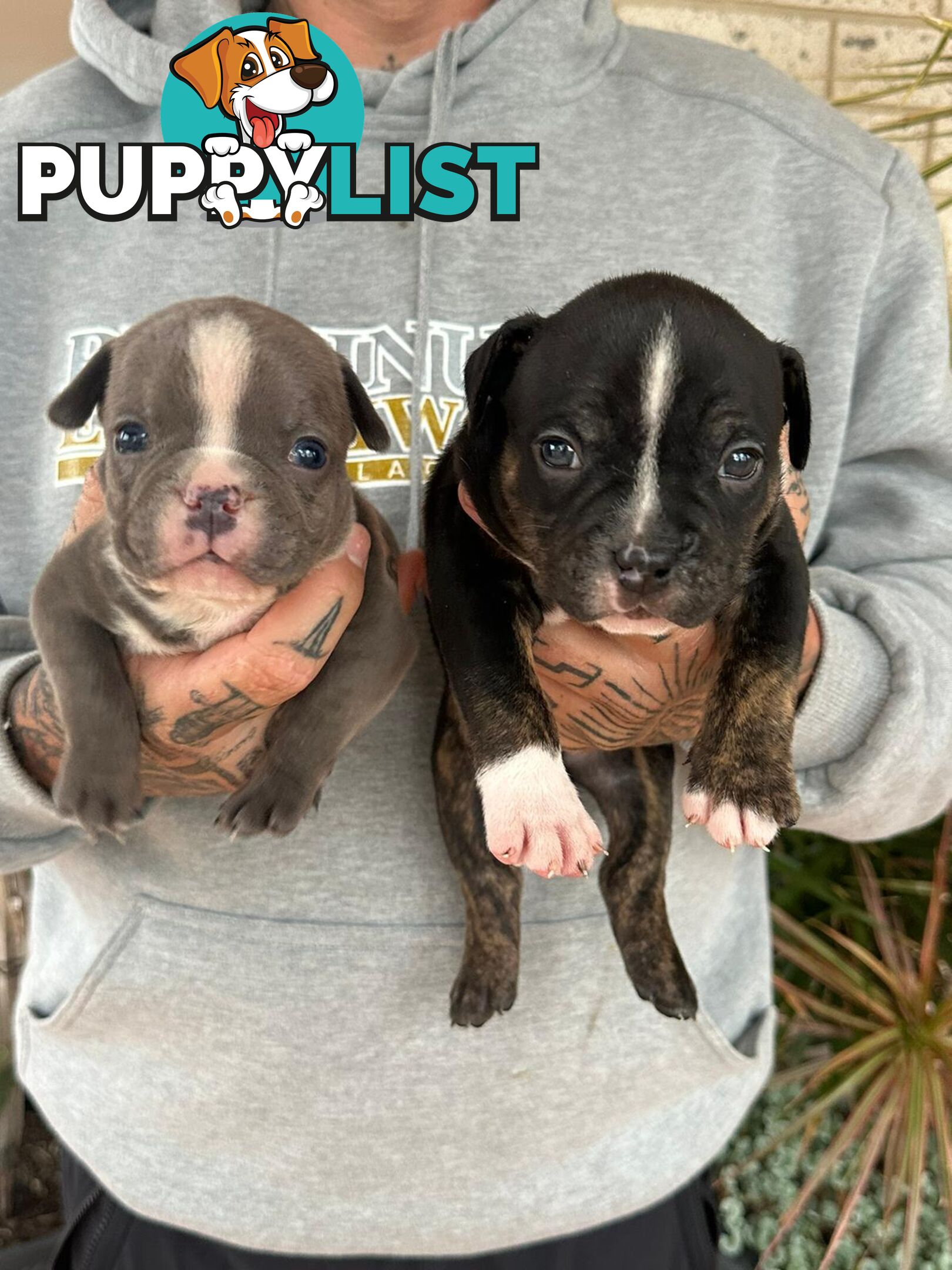 Beautiful pocket bully pups available NOW